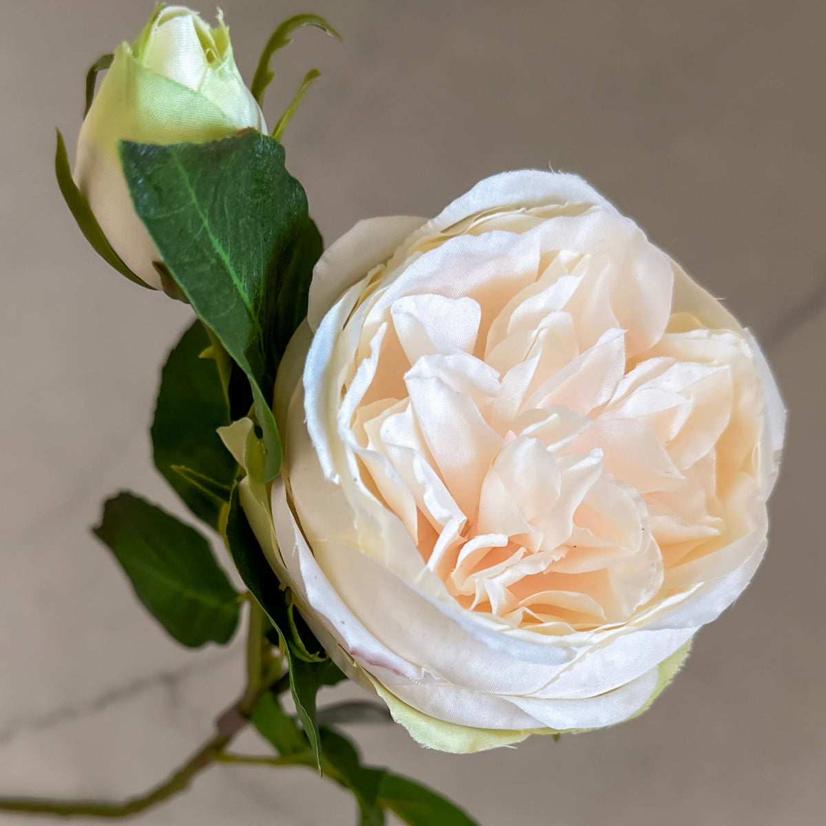 Peach/Cream English Rose Stem 20" - Artificial Flower Stem