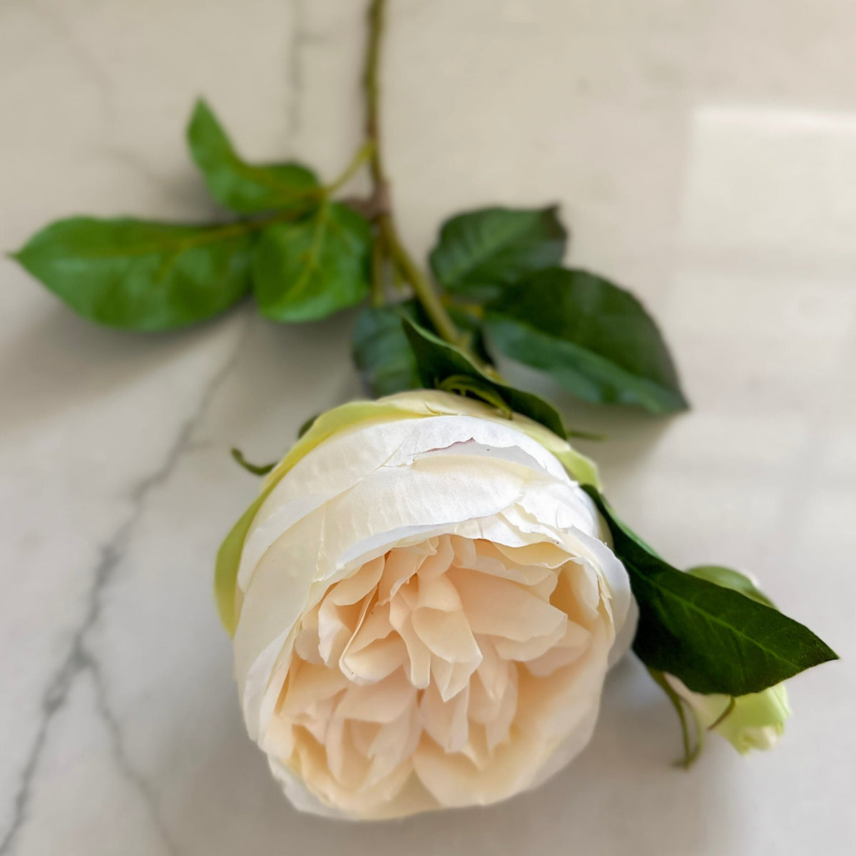 Peach/Cream English Rose Stem 20" - Artificial Flower Stem